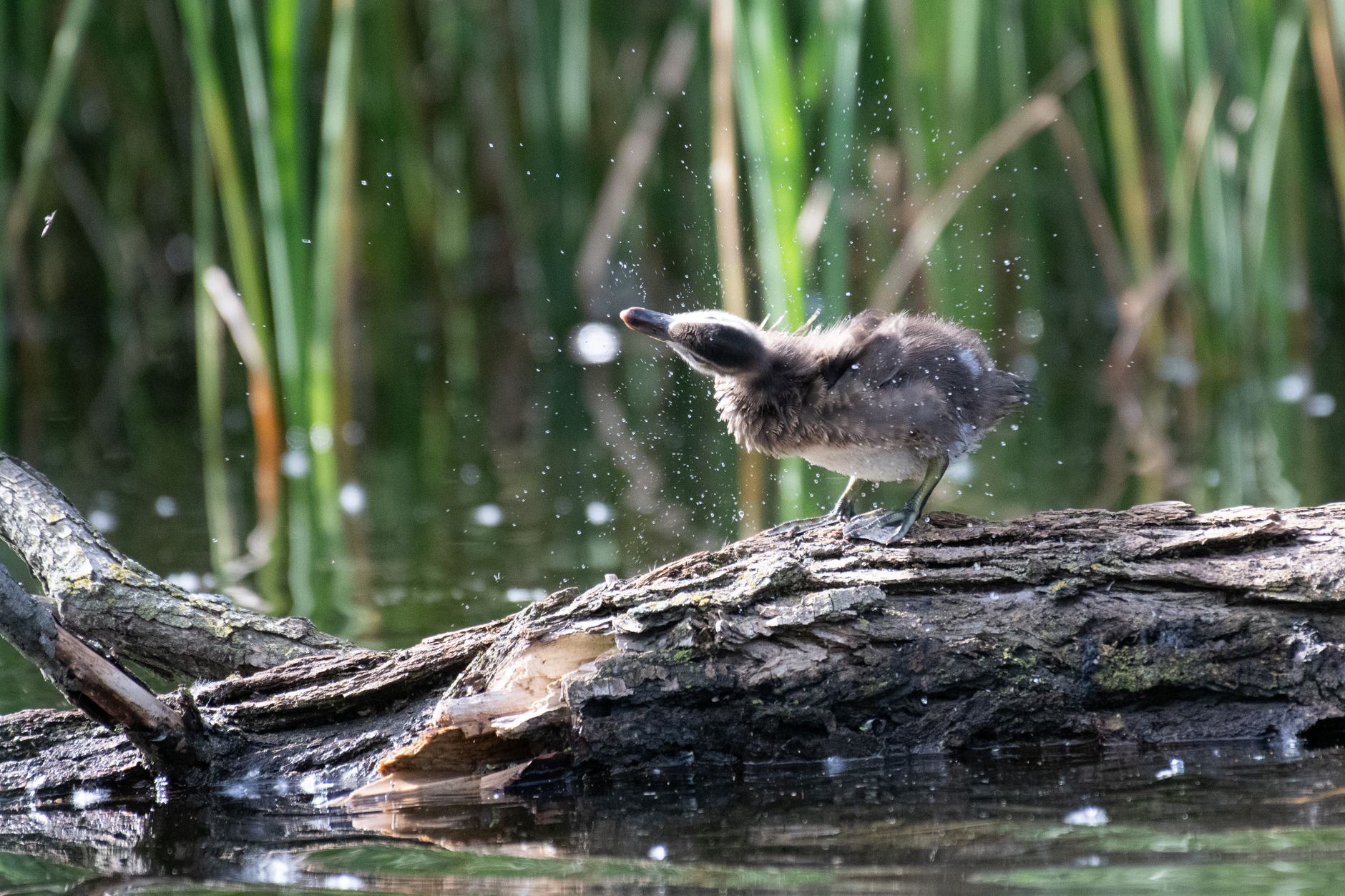 Two downy loon chicks swimming beside an adult loon on a calm lake
