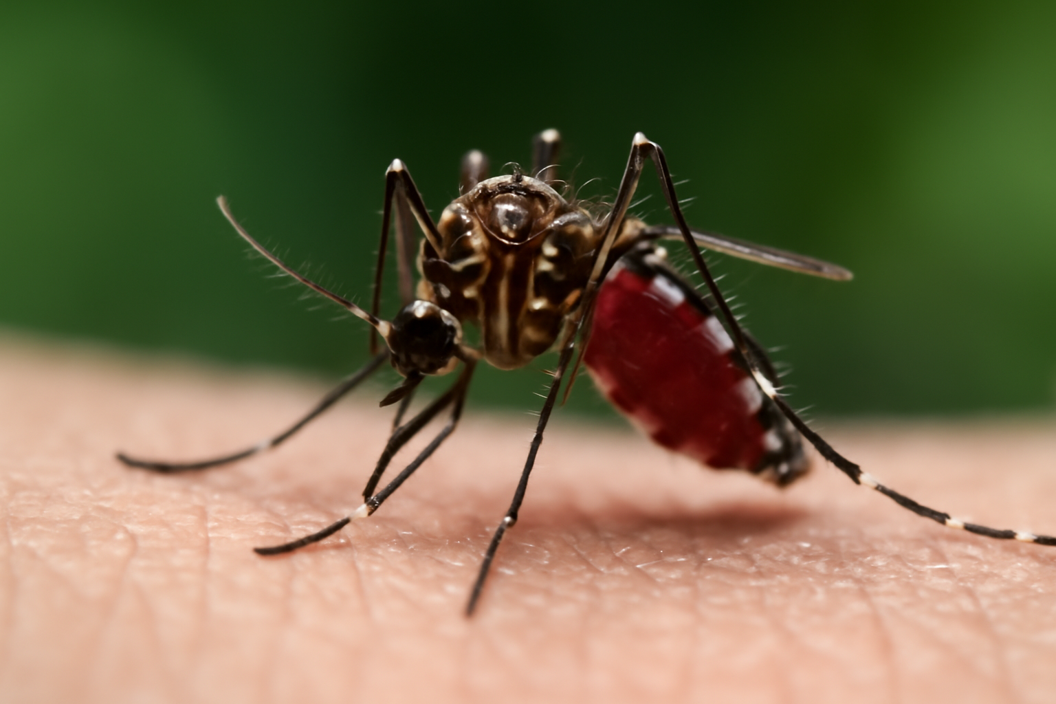 A female Aedes aegypti mosquito perched on skin, the species that transmits dengue fever