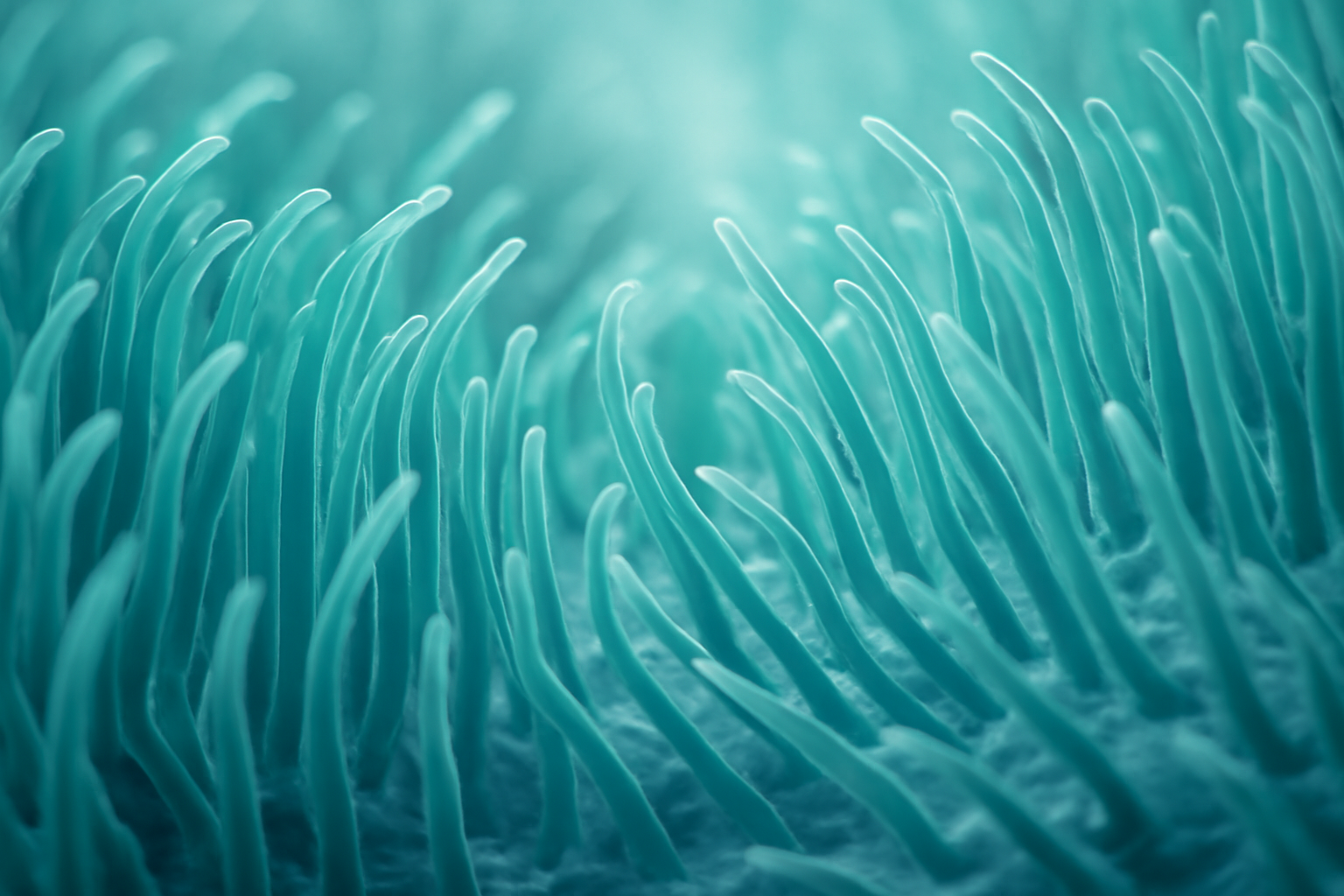 Microscope video still of beating airway cilia magnified at high resolution